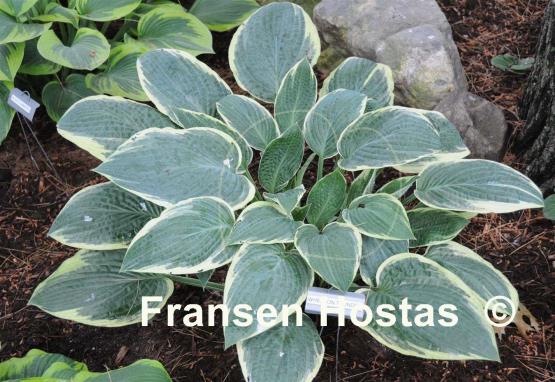 Hosta Wheaton Thunder